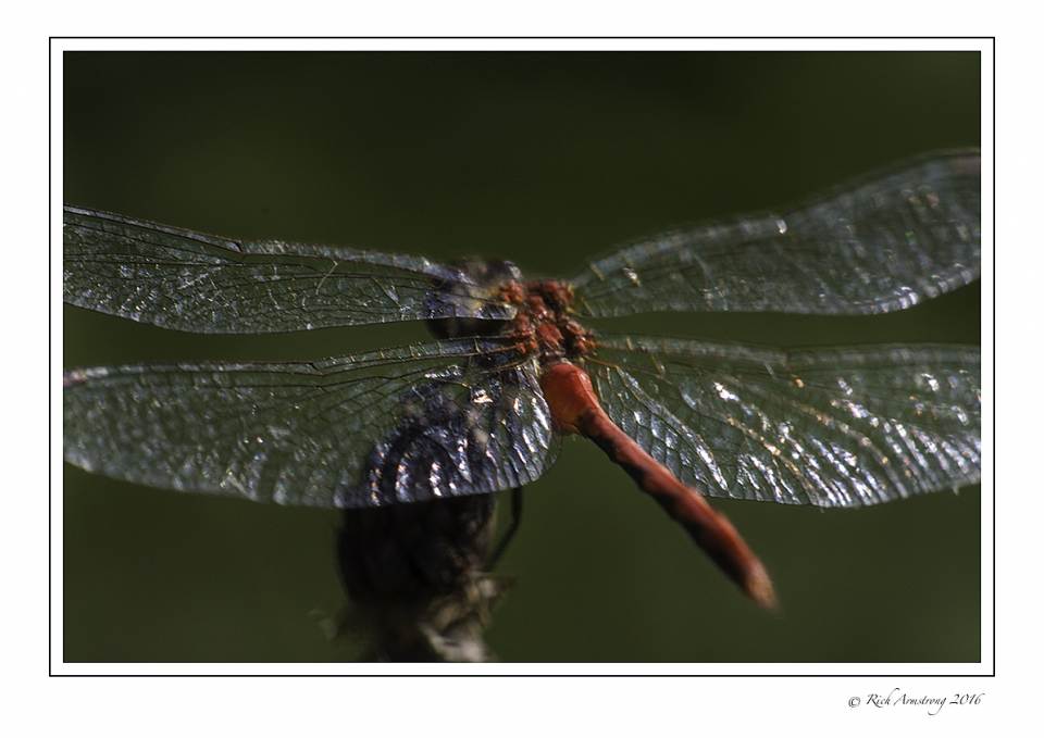 dragonfly 7 copy.jpg